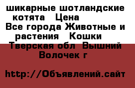 шикарные шотландские котята › Цена ­ 15 000 - Все города Животные и растения » Кошки   . Тверская обл.,Вышний Волочек г.